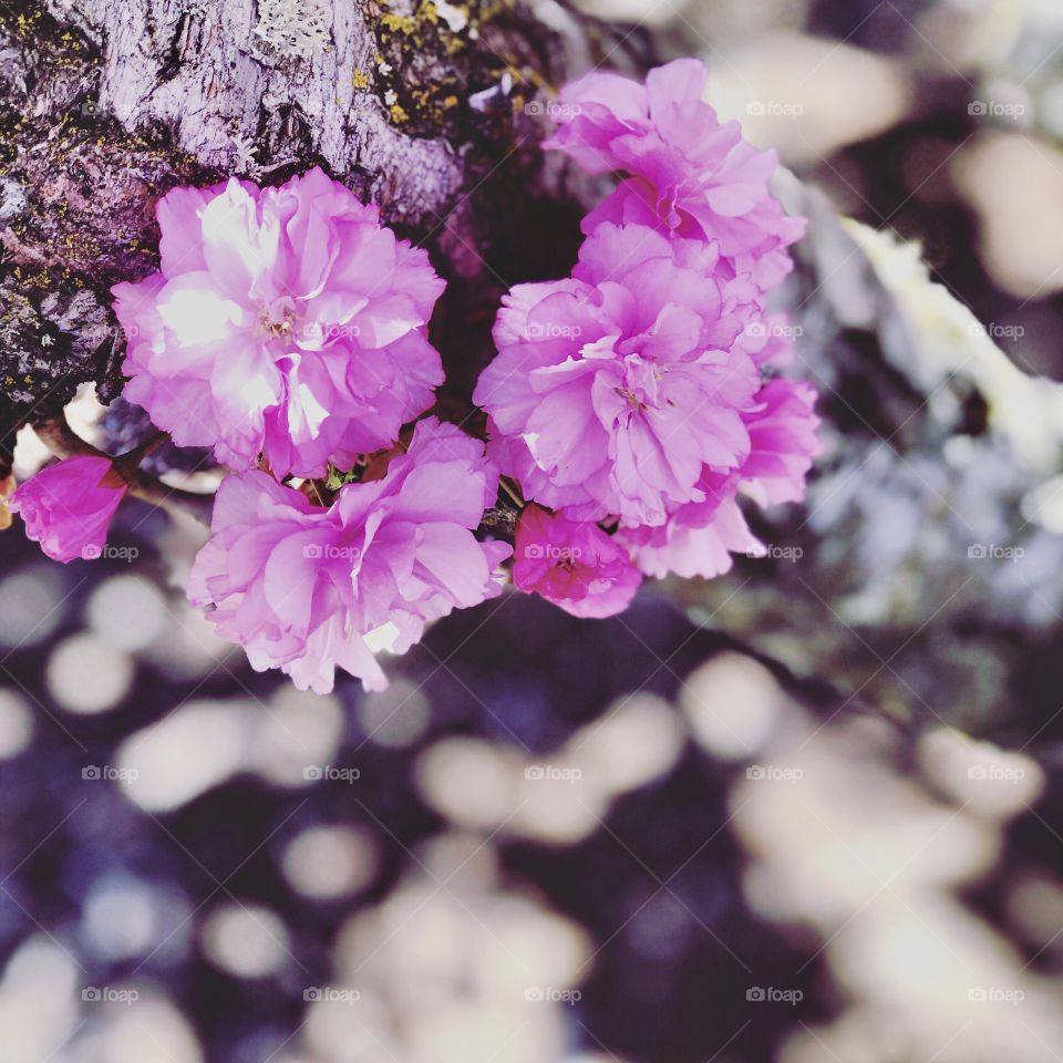 Cherry blossoms in spring 