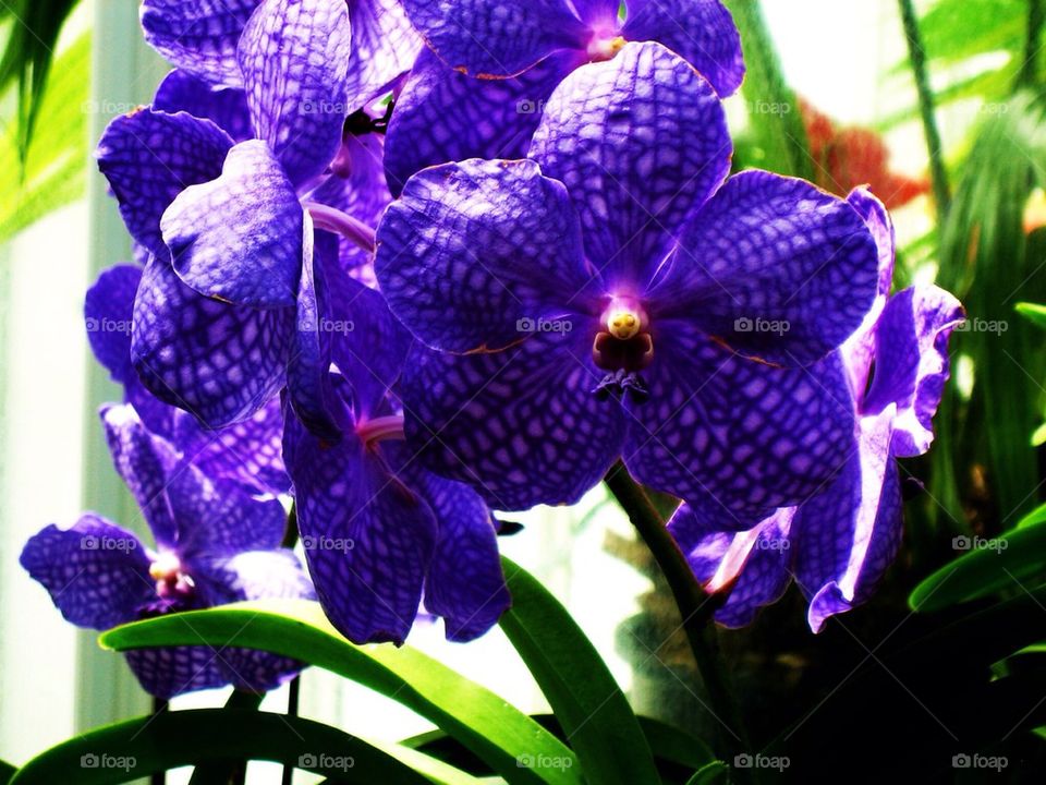 Orchid