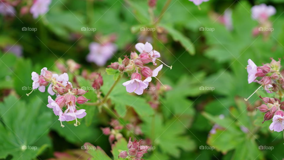 Flowers in springtime