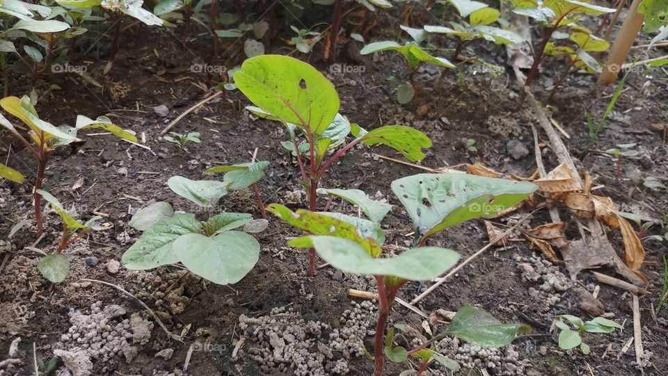 Healthy Greens to eat our daily life.