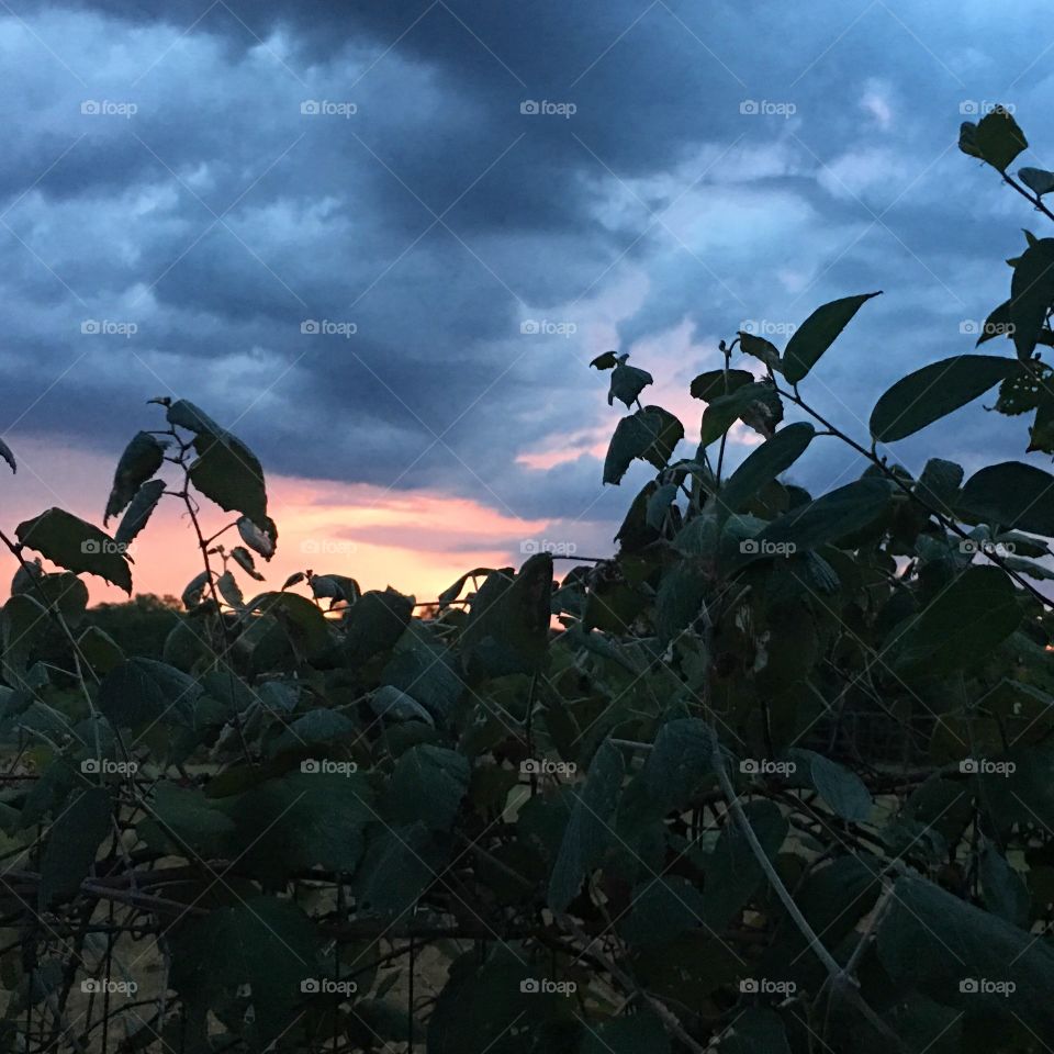 Ivy with storm clouds at sunset 