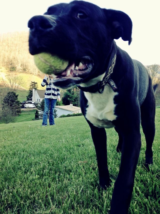 Dog with ball