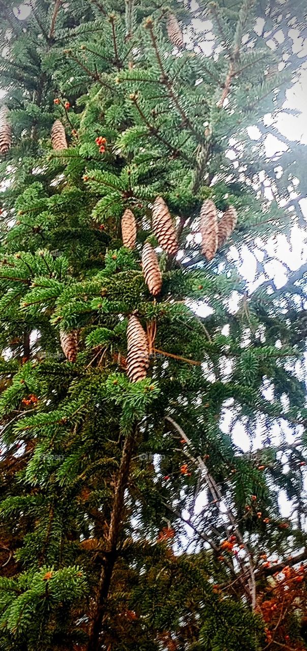 Pinecone Clusters