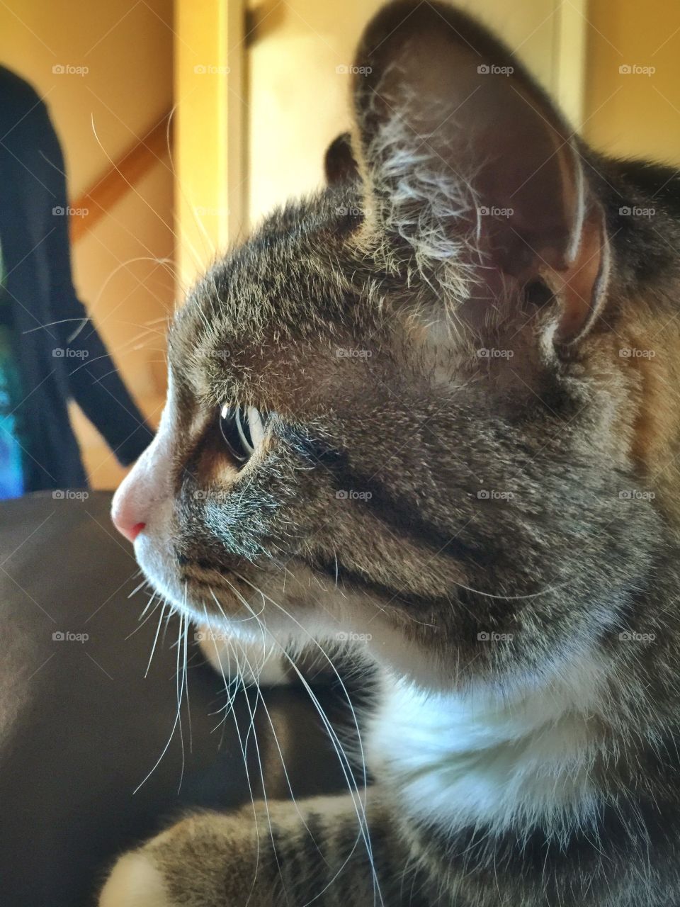 Tabby Cat. Close up of a cat.