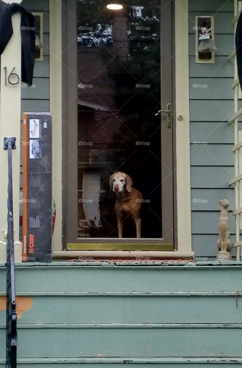 Dog waiting as we pack car to go for a ride.