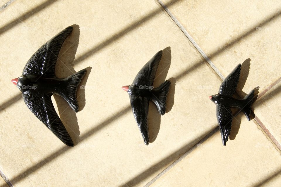 birds and shadows in symmetry