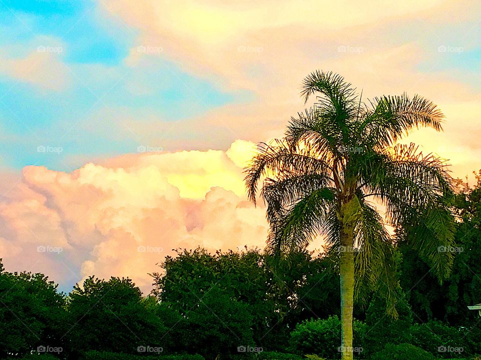 Florida cloudbank thunderstorm green palms summer, blue and pink sunset
