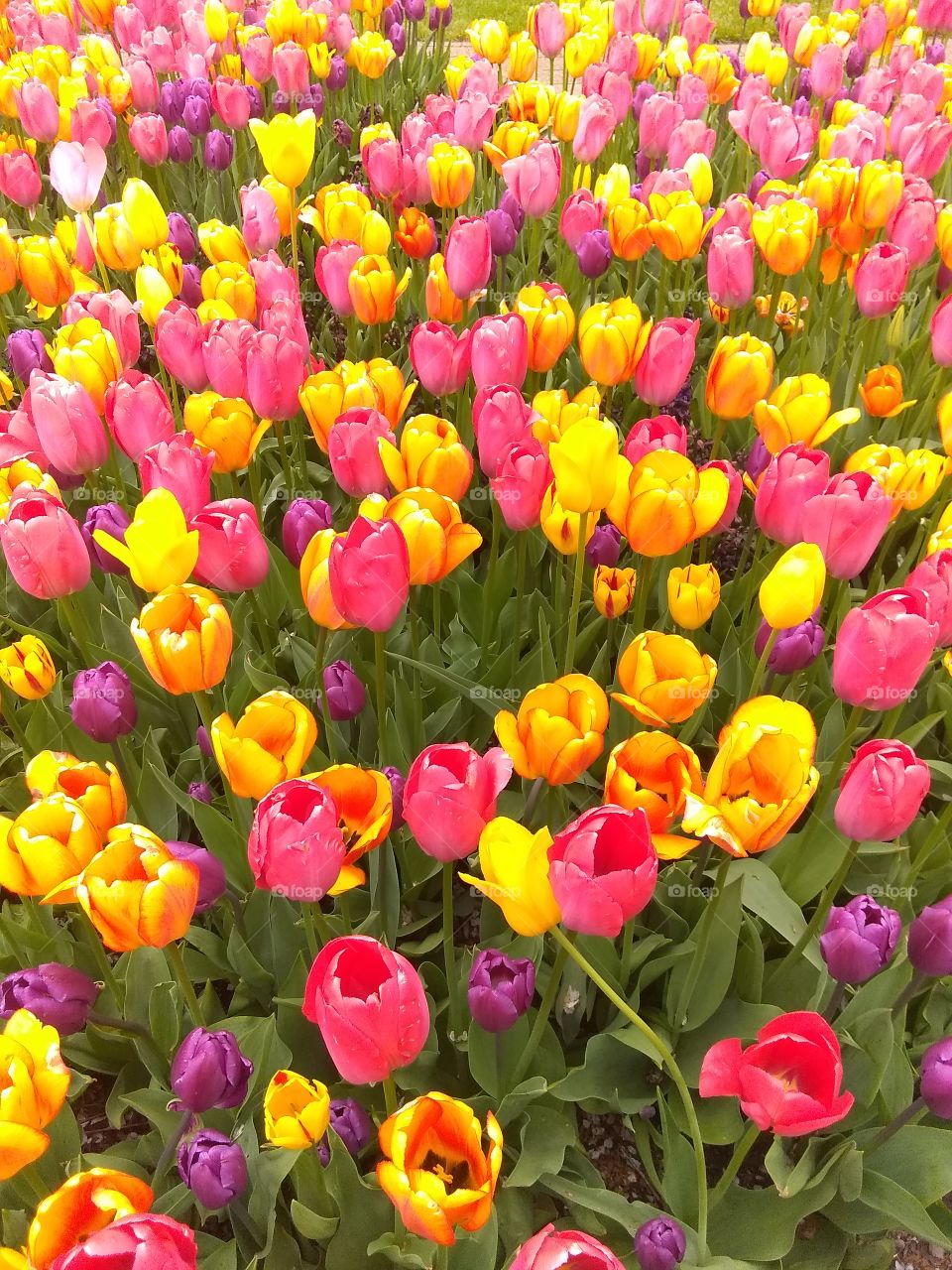 Tulip Festival in Holland, Michigan
