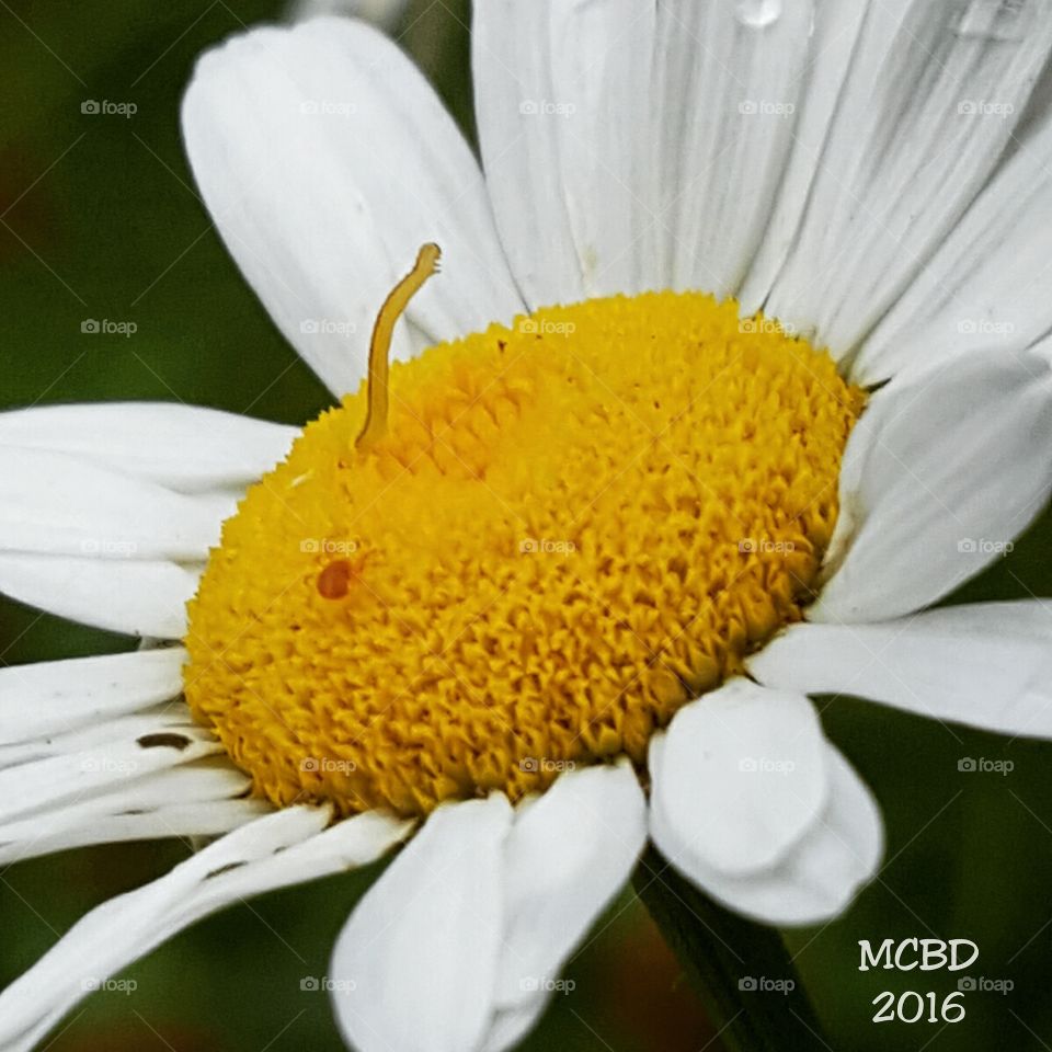 Worm and Spider on a Daisy