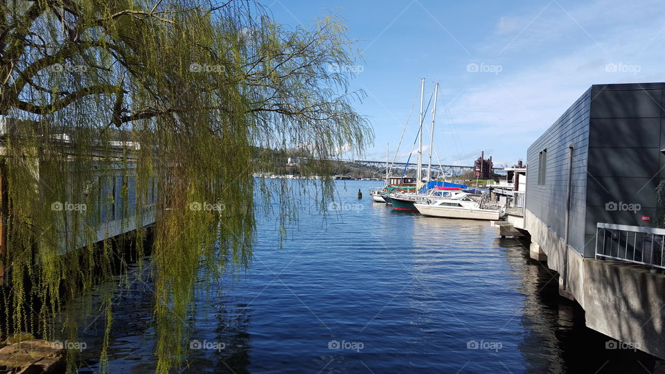 lake tree