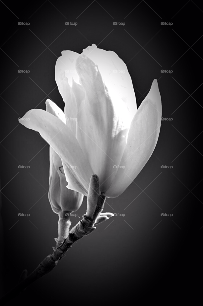 flower blackandwhite beautiful by KathOnEarth