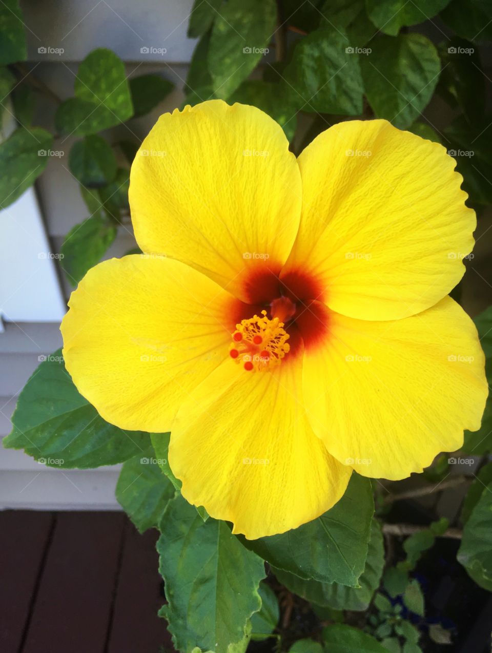 Yellow with red colored single flower 