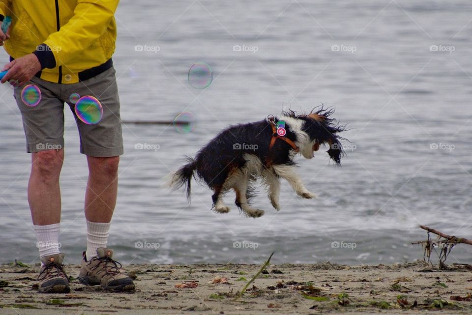 Dog jumping for joy