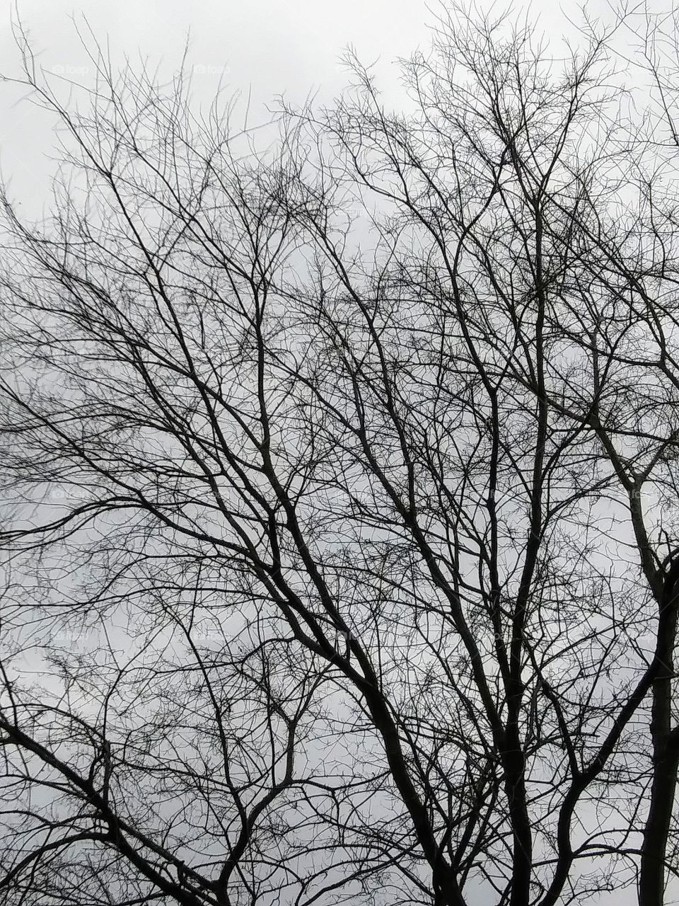 bare branches