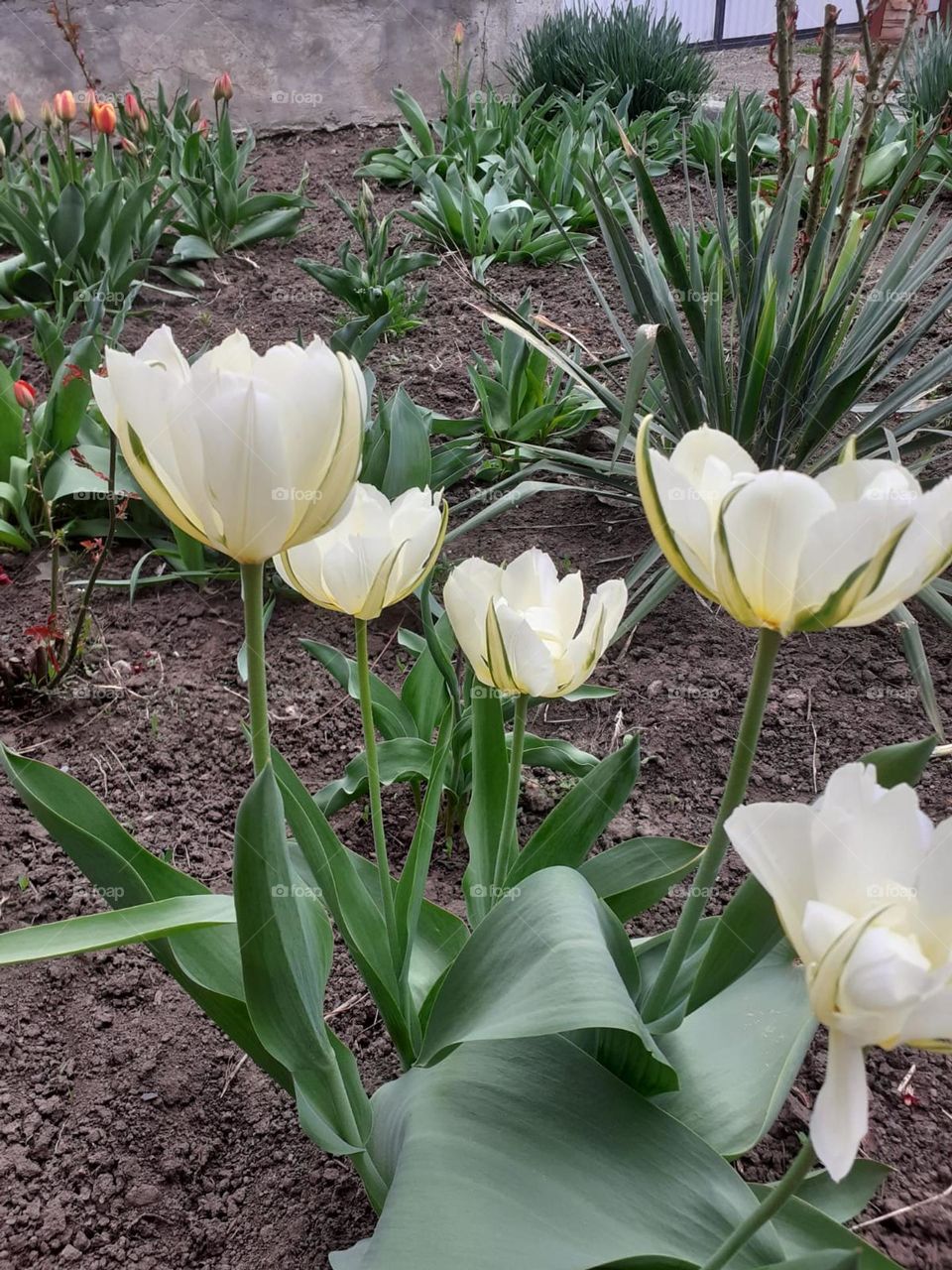 White tulips