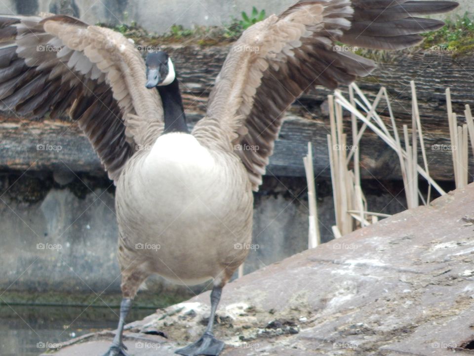 Swan Stance. Swan