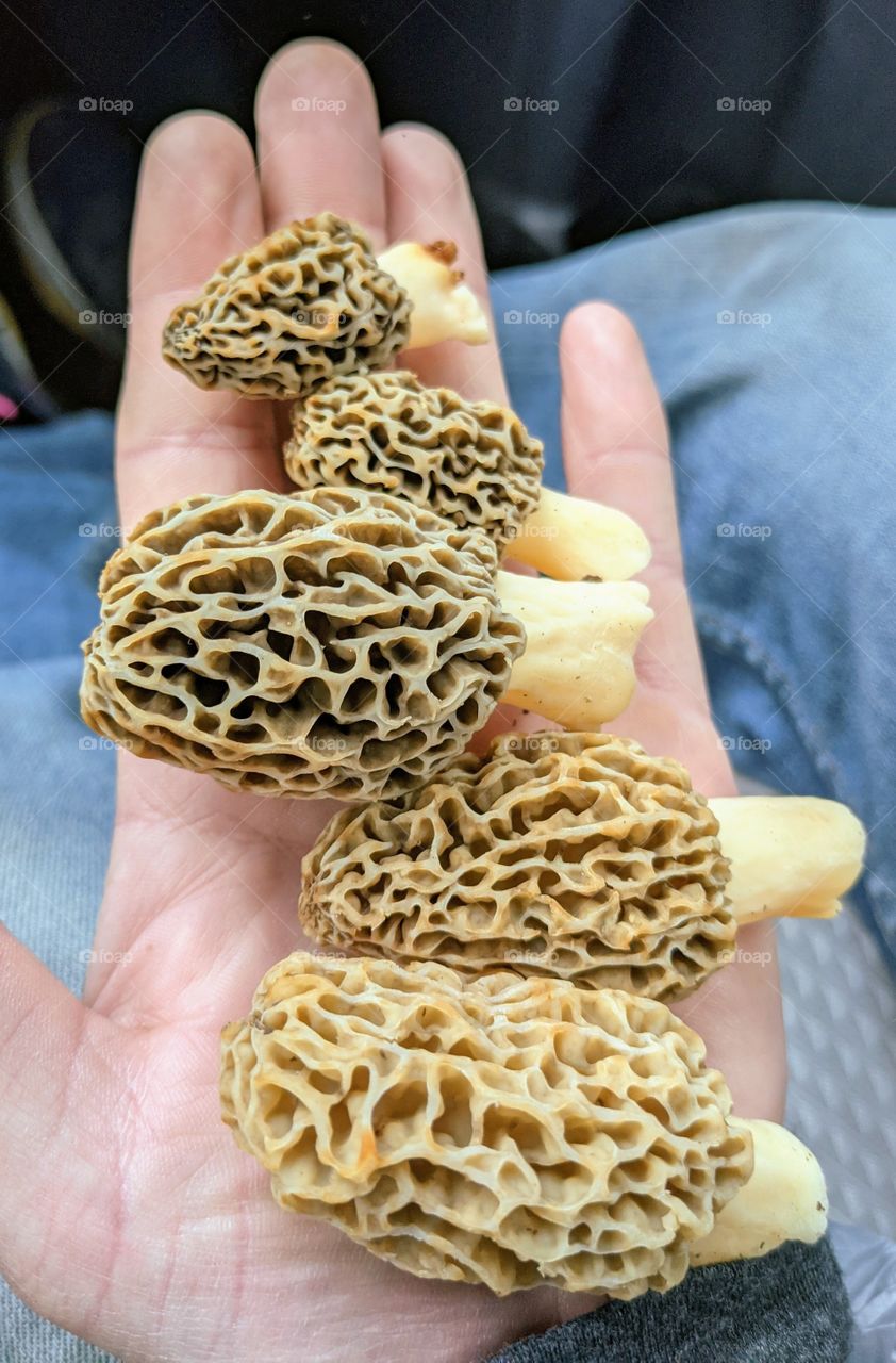 morels mushrooms