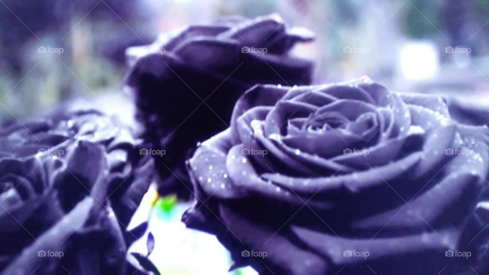 Rose, Flower, Romance, Petal, Romantic