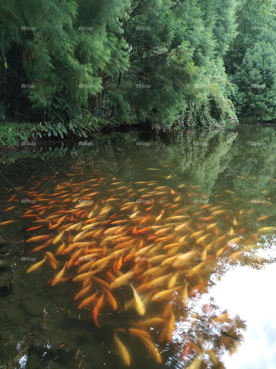 Sky shadow on the water full with gold fish