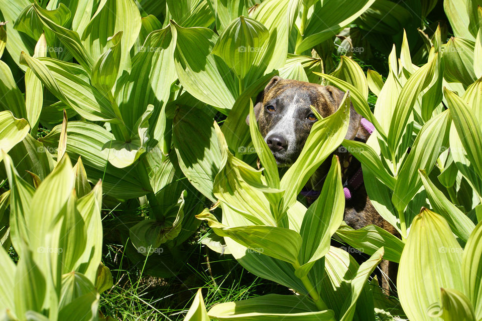 Puppy playing in skunk cabbage 