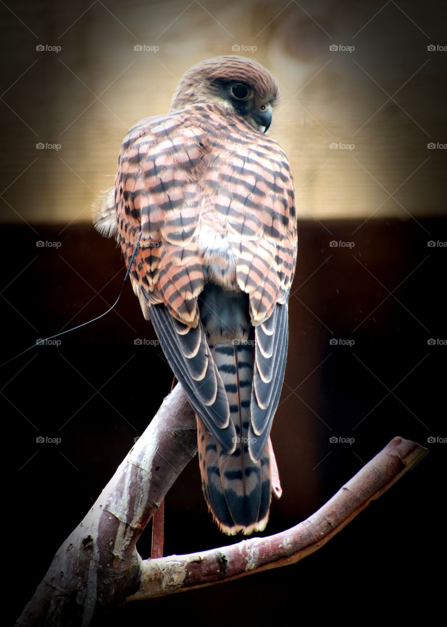falcon, bird