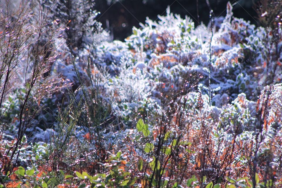 A variety of grasses, plants and shrubs in the forest with the sun shining through melting the morning frost and creating a multitude of colours. 