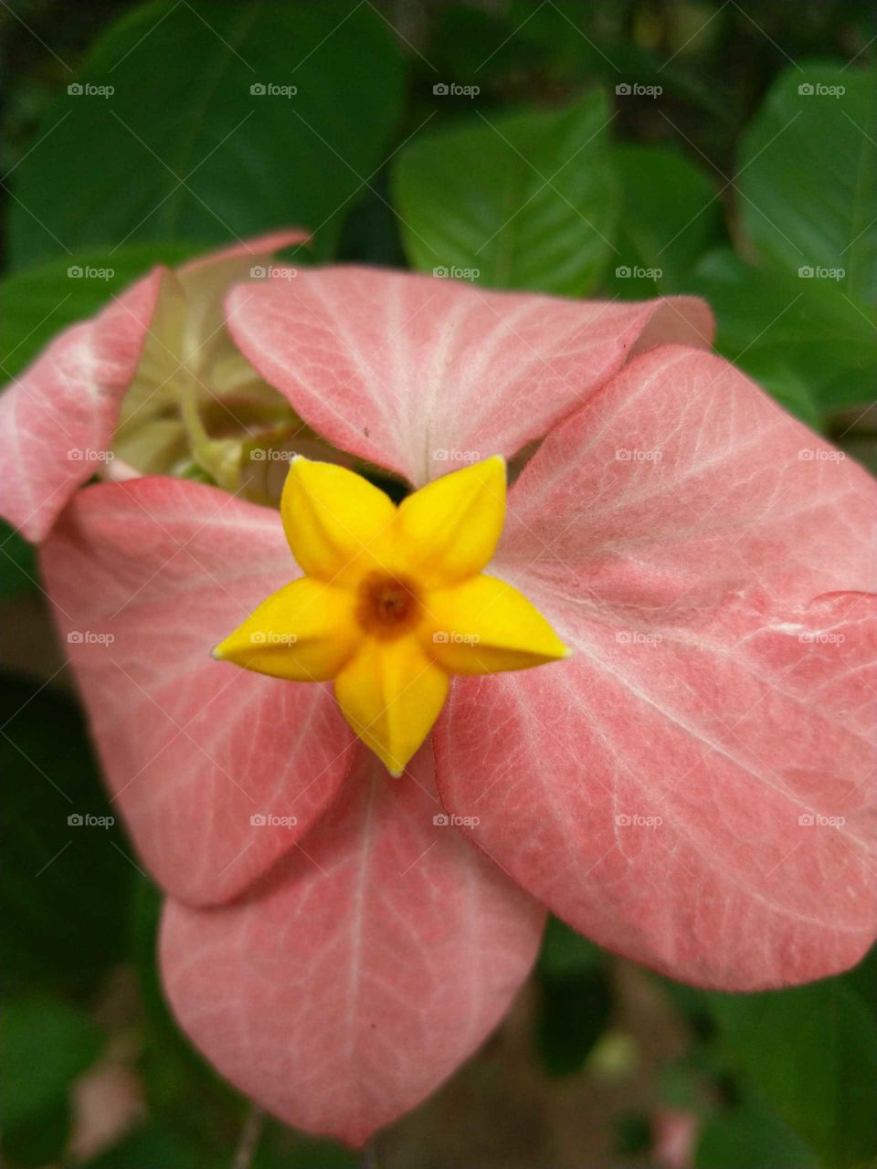 Yellow Flower