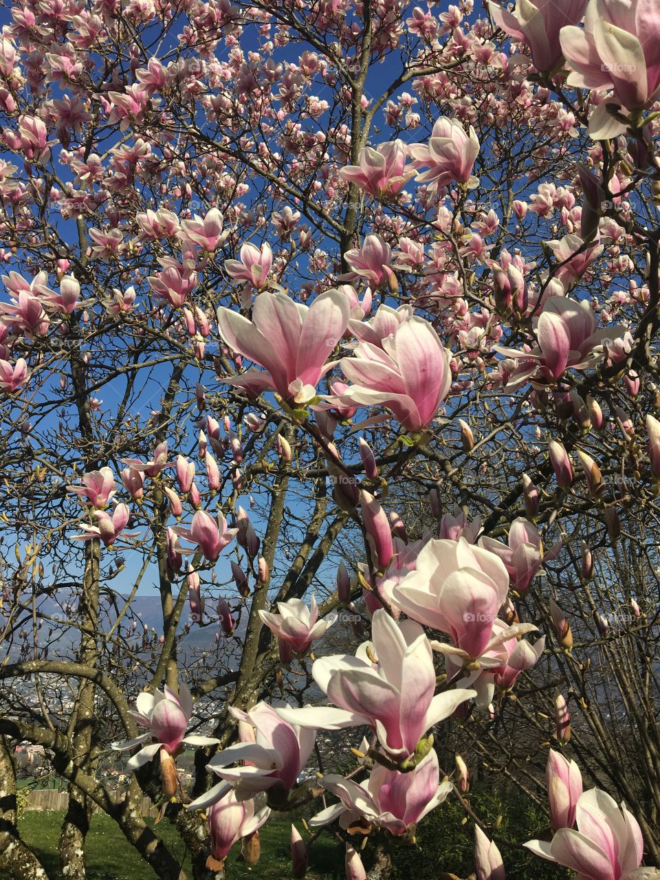 Magnolia tree