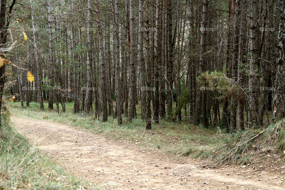 Diagonal en el bosque 