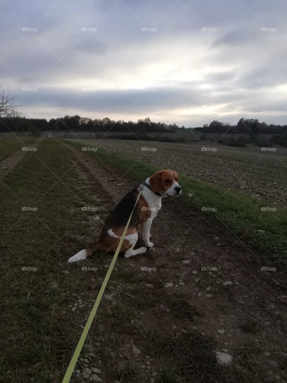Benno