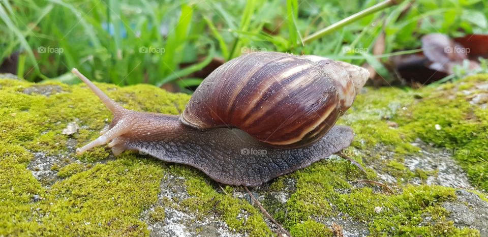 snail