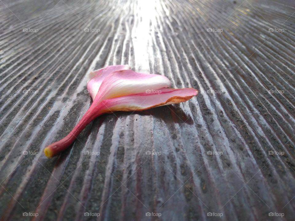 Beautiful flower on table