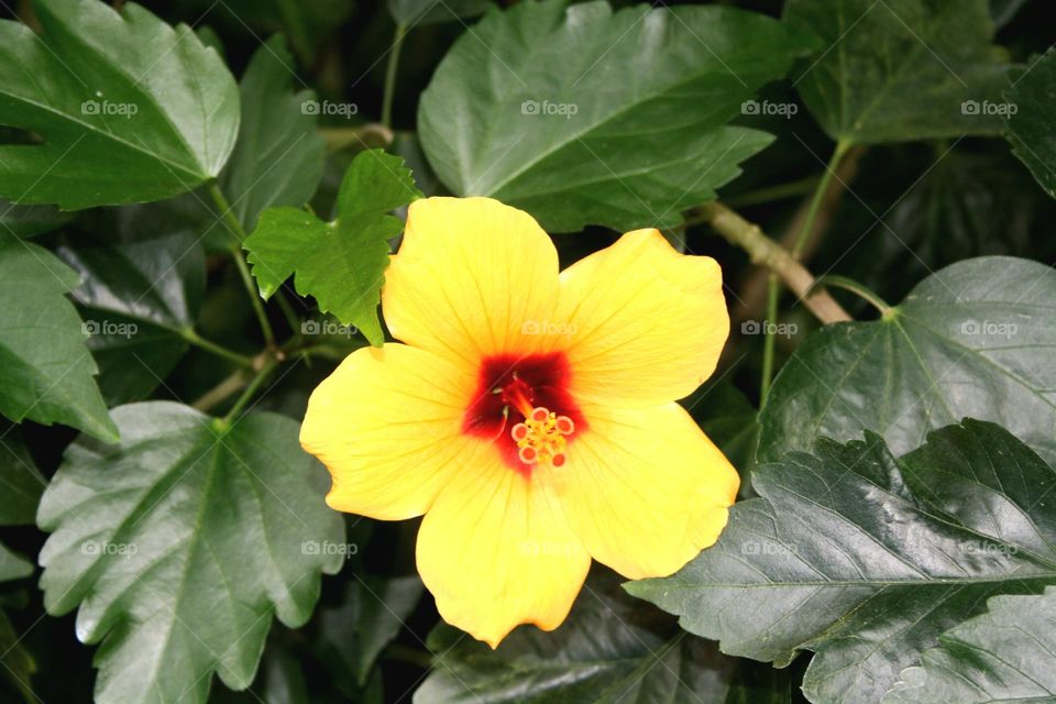 beautiful floral splendor