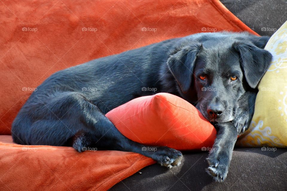 Resting on a sunny day!