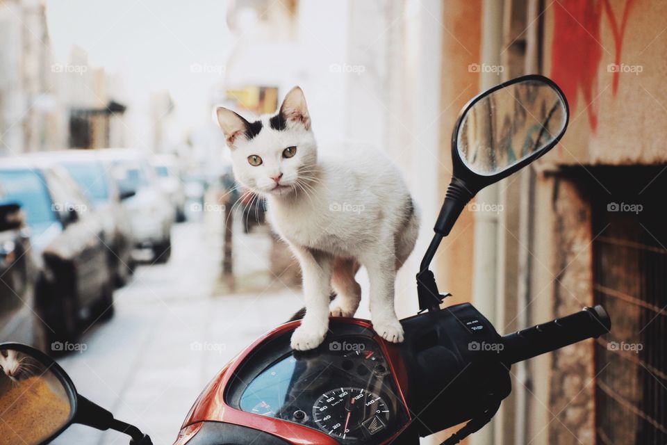 Cute, funny cat on a motorbike