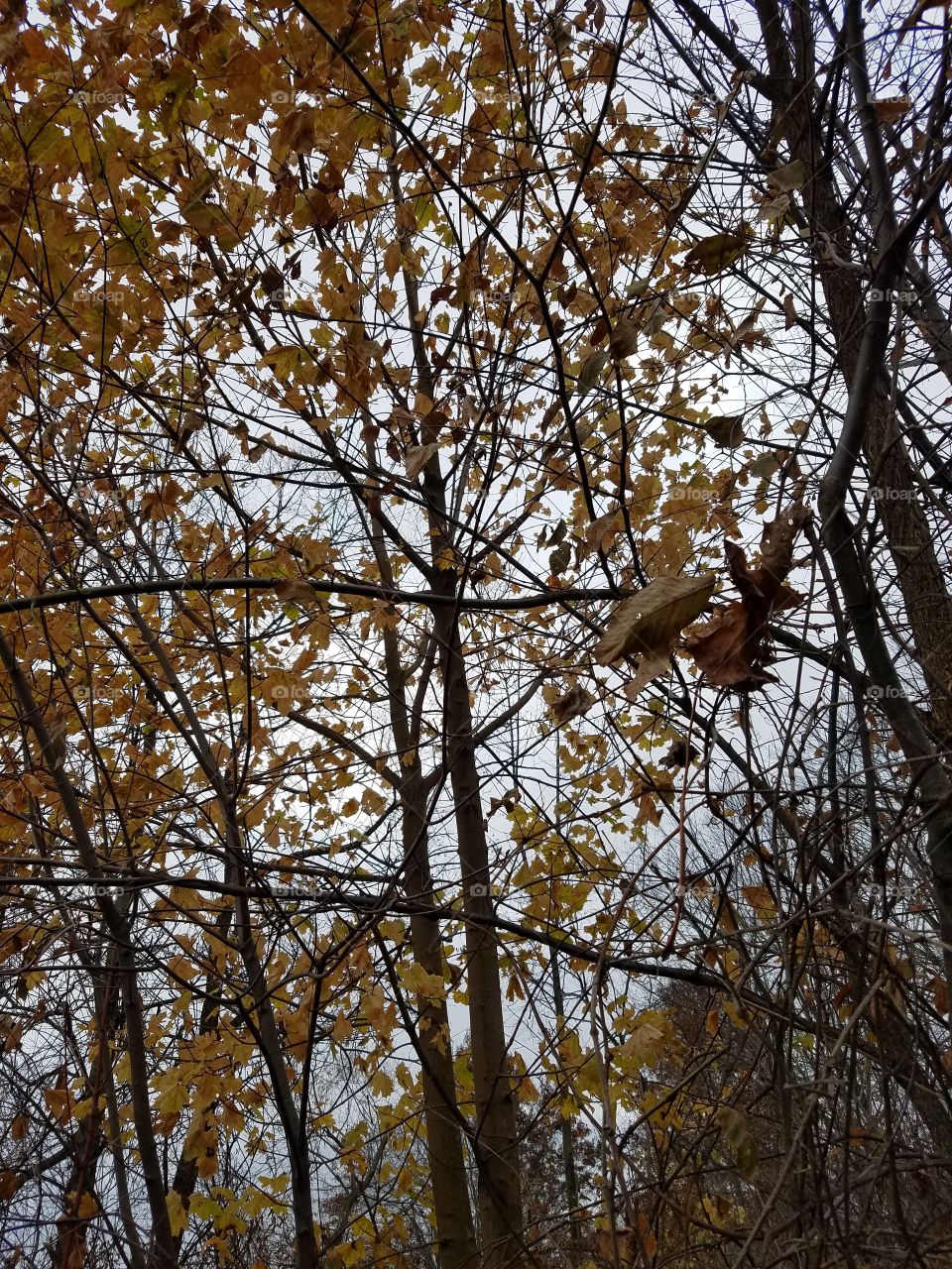 autumn 🍁fall season