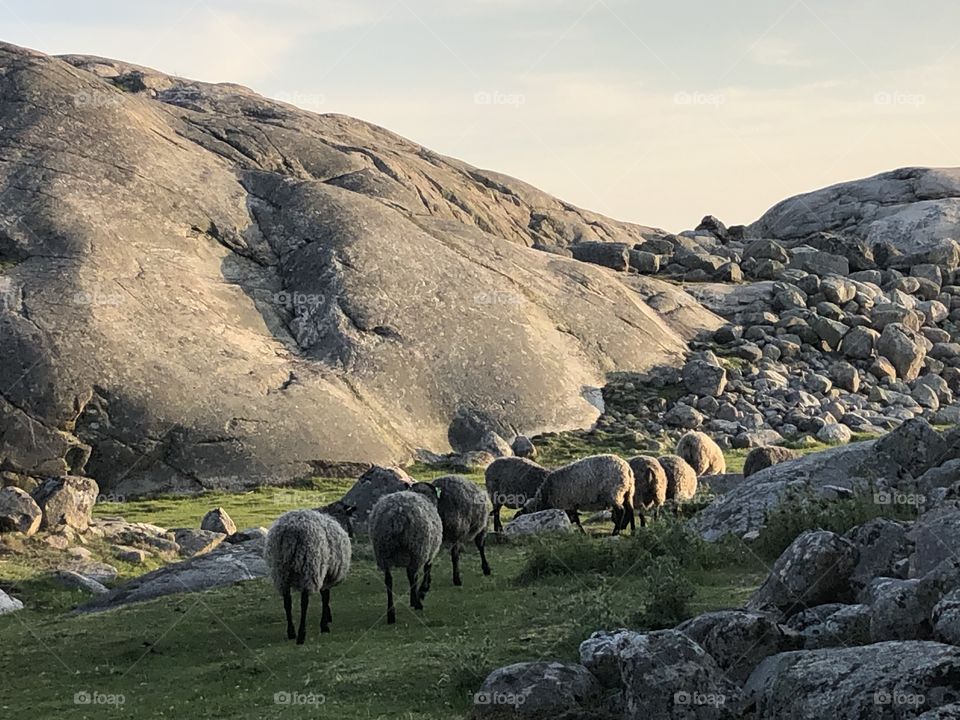 Grazing sheep