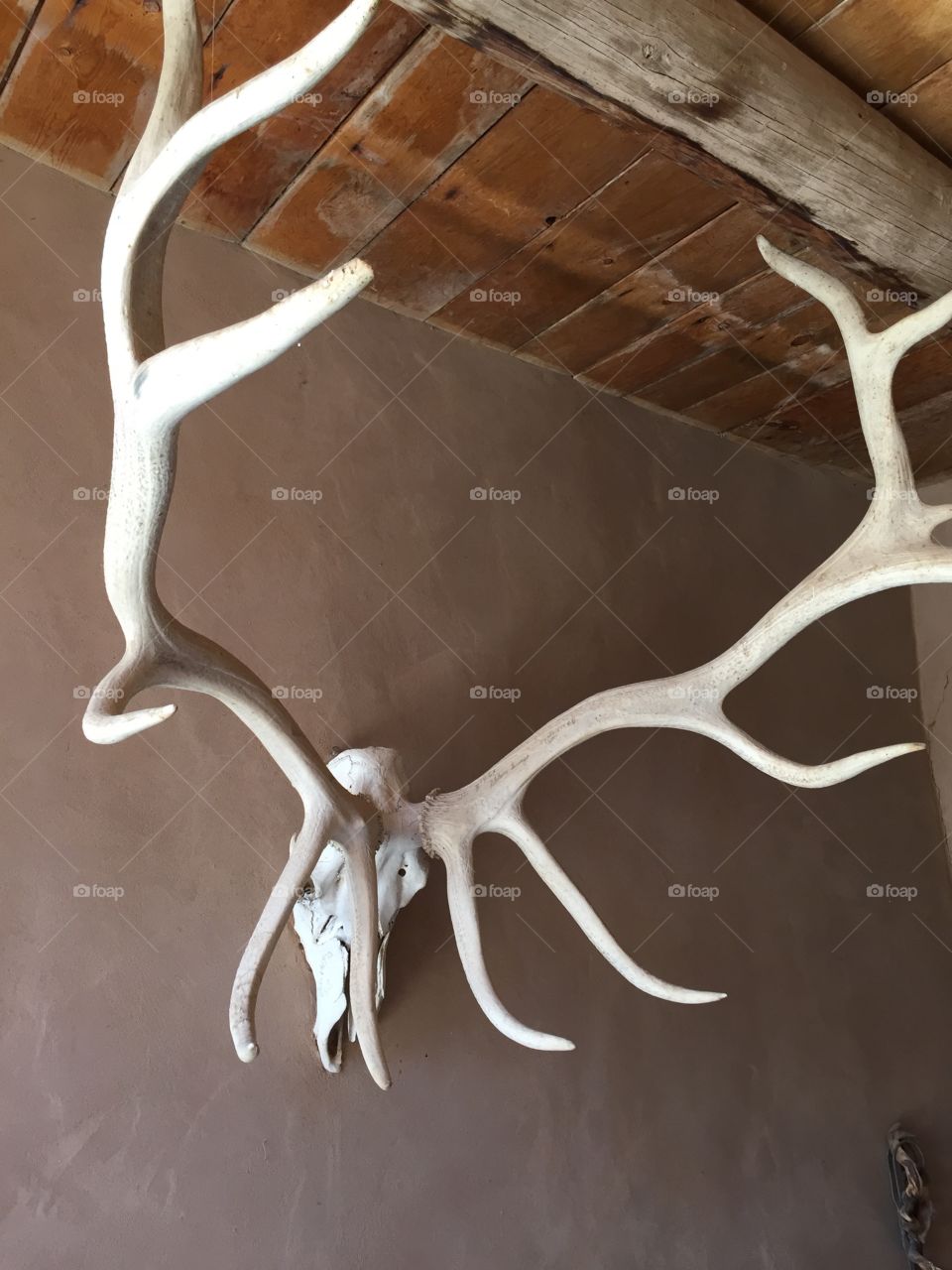 Antlers 