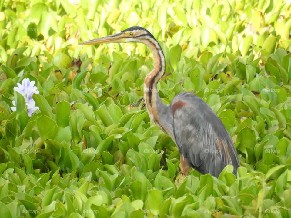 Nature #Beautiful bird, In search of Food
