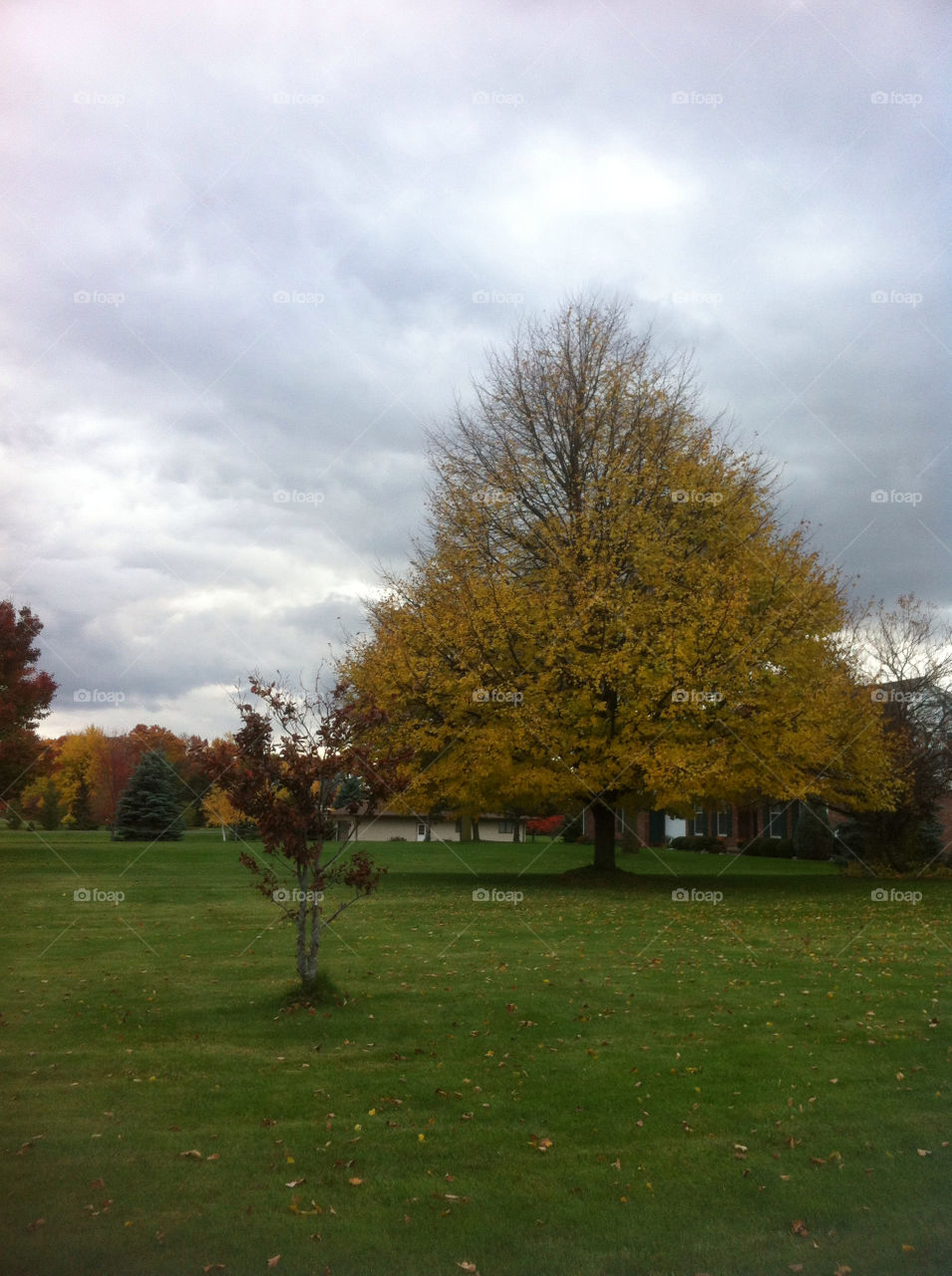 sky yellow red tree by tonyalynn