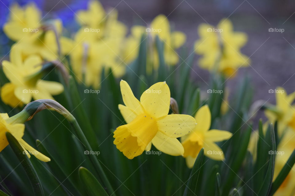 Daffodils