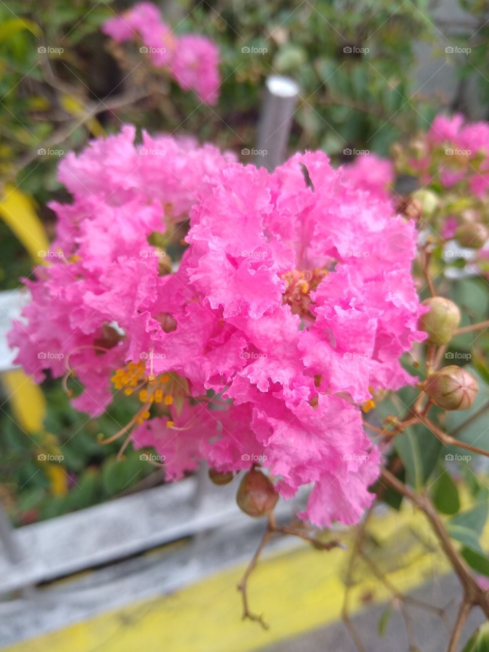 Entah ini ini bunga apa