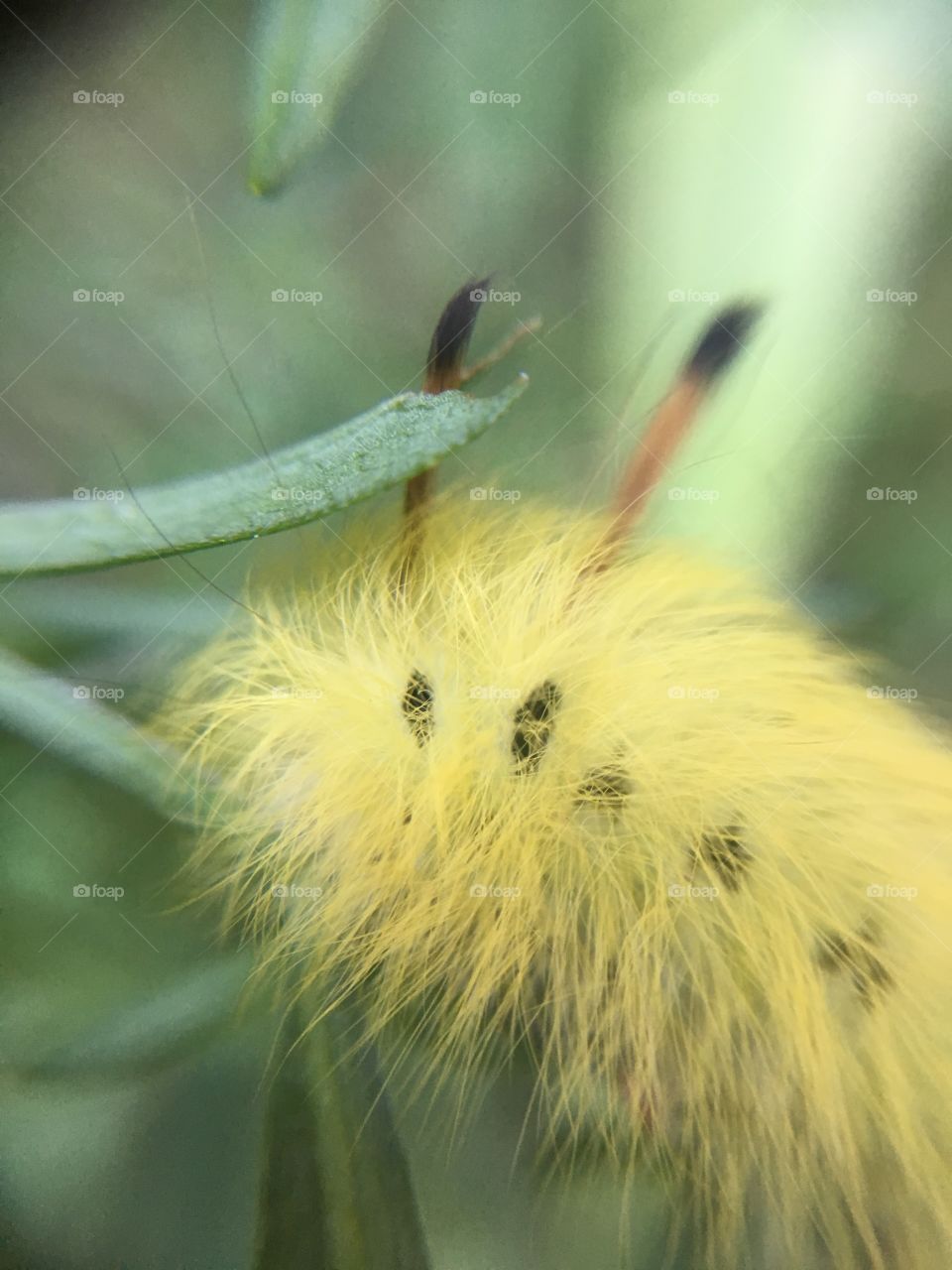 American dagger moth caterpillar head