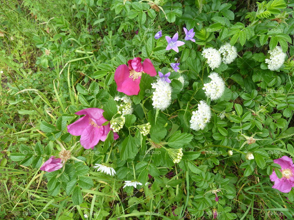 June flowers of summer