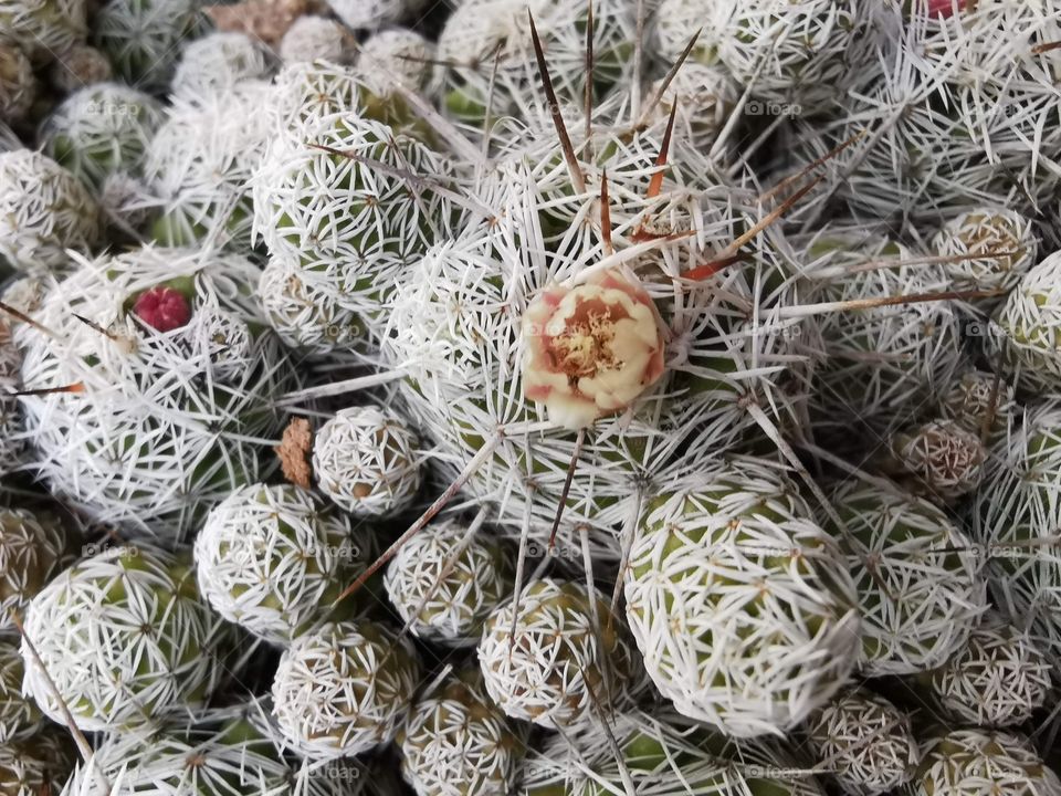 Details of a succulent with thorns