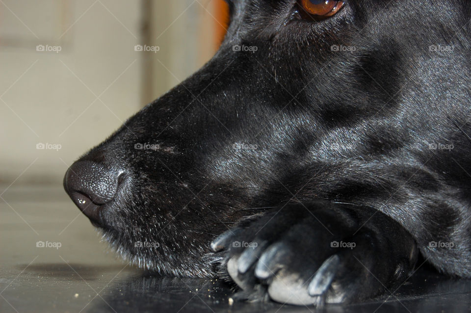 close-up of Labrador