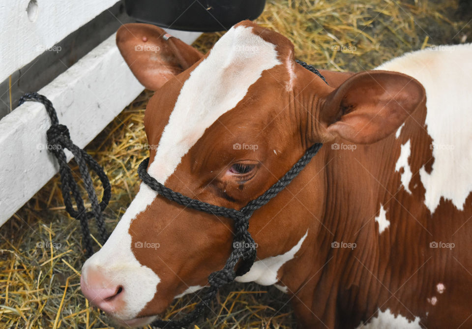 Jersey cow resting at the state or county fair