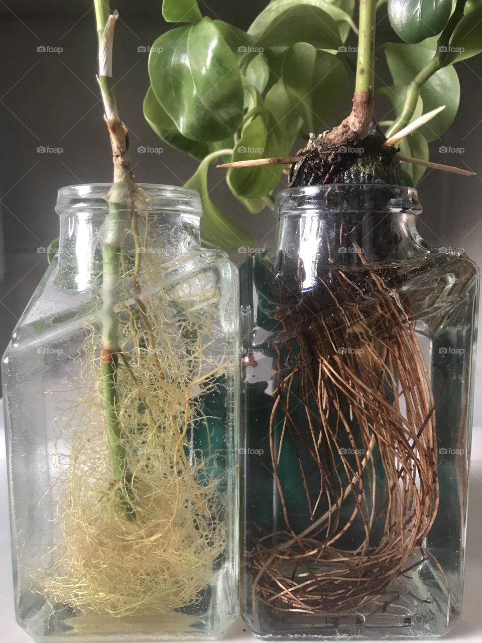 The green story of roots, growth, and germination. Life is a constant struggle.