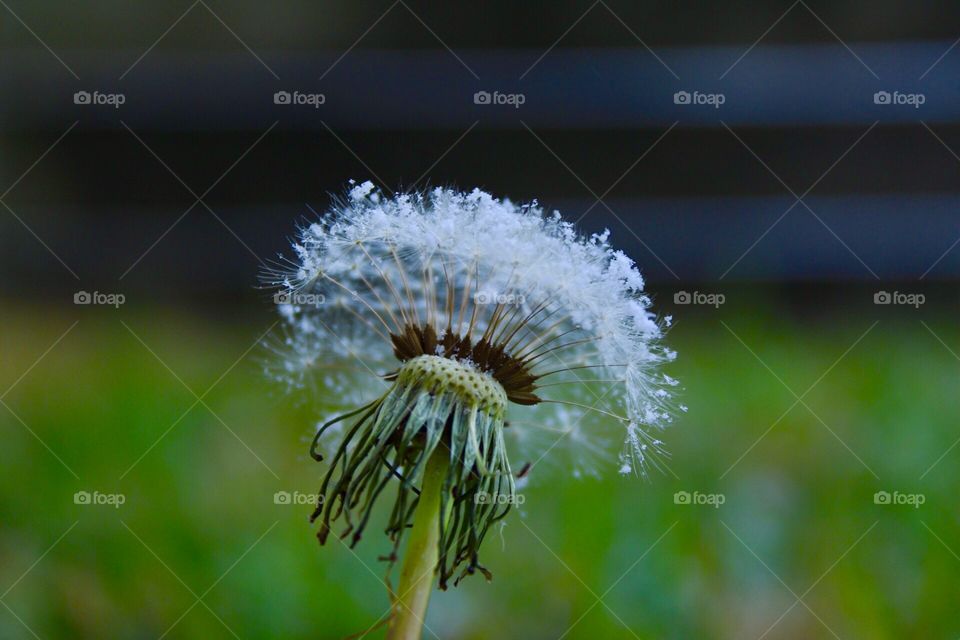 Light snowfall on a lingering dandelion. Brought into sharp focus against a blurred background. 