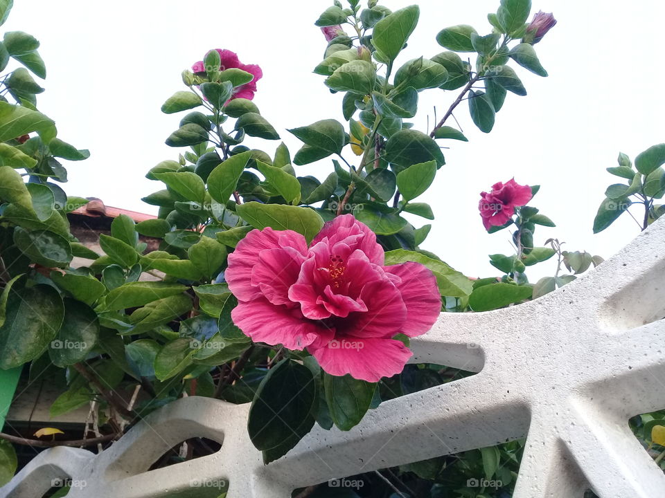 Beautiful pink hibiscus. Exotic flower in autumn. Tropical